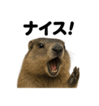 【褒め言葉】リアルすぎるマーモットライン（個別スタンプ：7）