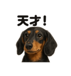 【褒め言葉】ミニチュアダックスフンド（個別スタンプ：7）