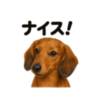 【褒め言葉】ミニチュアダックスフンド（個別スタンプ：14）