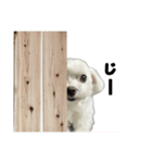 かわいいマルチーズ写真シンプルスタンプ（個別スタンプ：1）