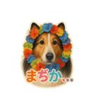きよちゃんfamily✩（個別スタンプ：16）