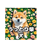 ニヒルな柴犬のランダム表情スタンプ（個別スタンプ：12）