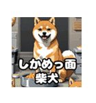 ニヒルな柴犬のランダム表情スタンプ（個別スタンプ：16）