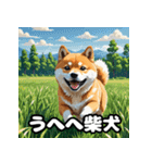 ニヒルな柴犬のランダム表情スタンプ（個別スタンプ：35）