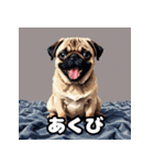 表情いろいろ！かわいいパグスタンプ（個別スタンプ：16）