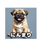表情いろいろ！かわいいパグスタンプ（個別スタンプ：21）