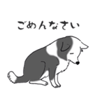ゆるふわボーダーコリー パクチー（個別スタンプ：5）