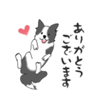 ゆるふわボーダーコリー パクチー（個別スタンプ：6）