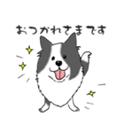 ゆるふわボーダーコリー パクチー（個別スタンプ：8）
