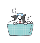 ゆるふわボーダーコリー パクチー（個別スタンプ：16）