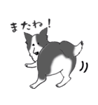 ゆるふわボーダーコリー パクチー（個別スタンプ：18）