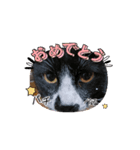 Kyodaineko2（個別スタンプ：1）