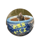 港町の地域猫ず（個別スタンプ：4）