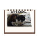 港町の地域猫ず（個別スタンプ：5）