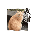 港町の地域猫ず（個別スタンプ：7）