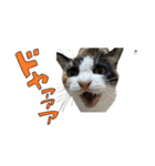 港町の地域猫ず（個別スタンプ：8）