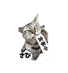 三兄弟と愉快な保護猫達シリーズ④（個別スタンプ：2）