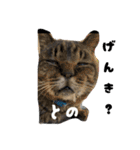 三兄弟と愉快な保護猫達シリーズ④（個別スタンプ：3）