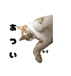 三兄弟と愉快な保護猫達シリーズ④（個別スタンプ：4）