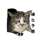 三兄弟と愉快な保護猫達シリーズ④（個別スタンプ：5）