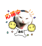 三兄弟と愉快な保護猫達シリーズ④（個別スタンプ：8）