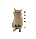 三兄弟と愉快な保護猫達シリーズ④（個別スタンプ：9）