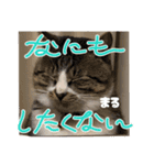 三兄弟と愉快な保護猫達シリーズ④（個別スタンプ：10）