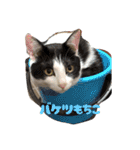 三兄弟と愉快な保護猫達シリーズ④（個別スタンプ：11）