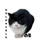 三兄弟と愉快な保護猫達シリーズ④（個別スタンプ：13）