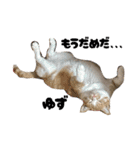 三兄弟と愉快な保護猫達シリーズ④（個別スタンプ：14）