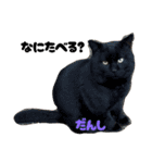 三兄弟と愉快な保護猫達シリーズ④（個別スタンプ：15）