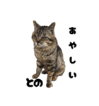 三兄弟と愉快な保護猫達シリーズ④（個別スタンプ：16）