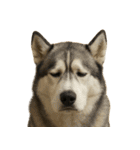 がっかり顔（犬編）（個別スタンプ：6）