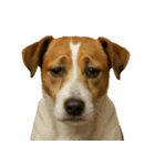 がっかり顔（犬編）（個別スタンプ：7）