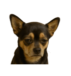 がっかり顔（犬編）（個別スタンプ：9）