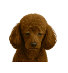 がっかり顔（犬編）（個別スタンプ：10）