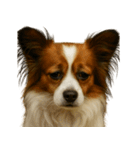 がっかり顔（犬編）（個別スタンプ：13）