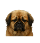 がっかり顔（犬編）（個別スタンプ：16）