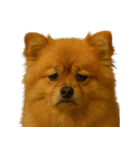 がっかり顔（犬編）（個別スタンプ：19）