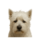 がっかり顔（犬編）（個別スタンプ：20）