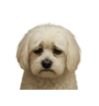 がっかり顔（犬編）（個別スタンプ：21）