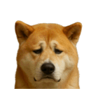がっかり顔（犬編）（個別スタンプ：27）