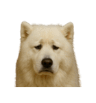 がっかり顔（犬編）（個別スタンプ：29）