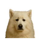 がっかり顔（犬編）（個別スタンプ：32）