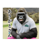 ゴリラのゴルファー3【毎日使える】（個別スタンプ：16）
