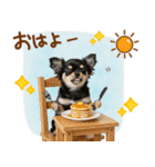 ゆるかわ！チワワの日常スタンプ（個別スタンプ：1）