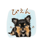 ゆるかわ！チワワの日常スタンプ（個別スタンプ：4）