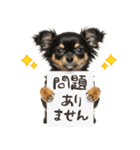 ゆるかわ！チワワの日常スタンプ（個別スタンプ：6）