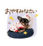 ゆるかわ！チワワの日常スタンプ（個別スタンプ：9）