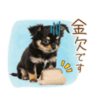 ゆるかわ！チワワの日常スタンプ（個別スタンプ：11）